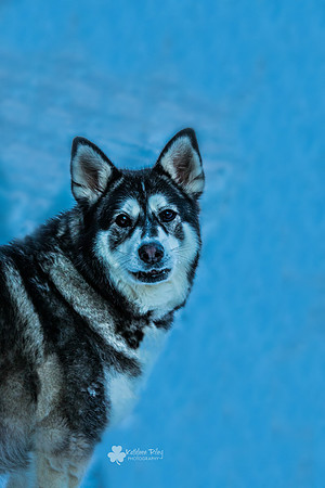 Makita the Malamute X - 10.5