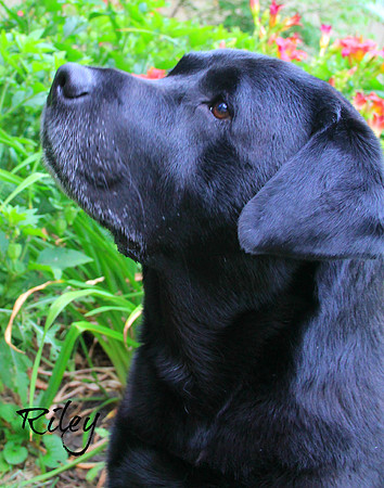 BISS CH/UCH Owling's One Tough Hombre, RN, RA, BN, CGC - "Bandit"