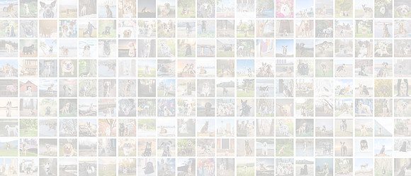 Image-Banner