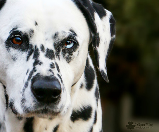 Toby the Dalmatian - 12.0