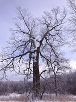 SLT Winter Oak 8x10 single mount