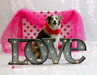 Cha Cha the Australian Shepherd
