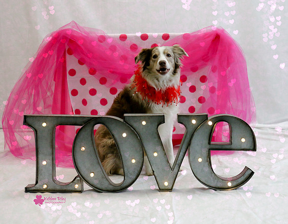 Cha Cha the Australian Shepherd
