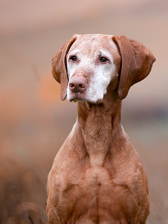 2022-KathleenRileyPhotography-Star-the-Vizsla (2)