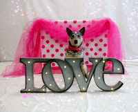 Bindia the Australian Cattle Dog