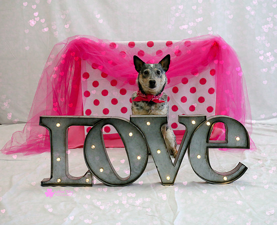 Bindia the Australian Cattle Dog