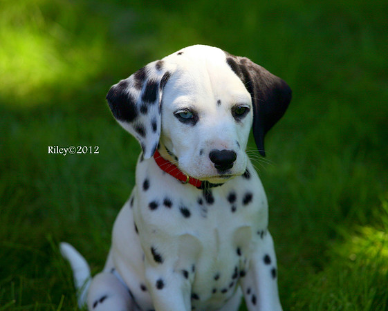 Dalmatian puppy