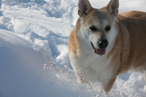 Bailey the Chinook 13.5