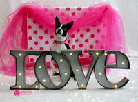 Ivy the Boston Terrier