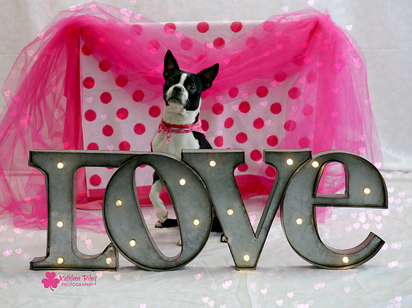 Ivy the Boston Terrier