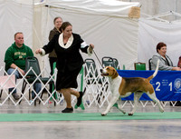 Minneapolis Kennel Club - Nov 2014