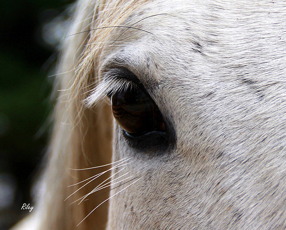 Thoroughbred mare