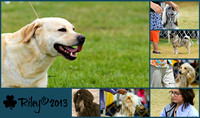 DOGS - Waukesha Wisconsin July 2013