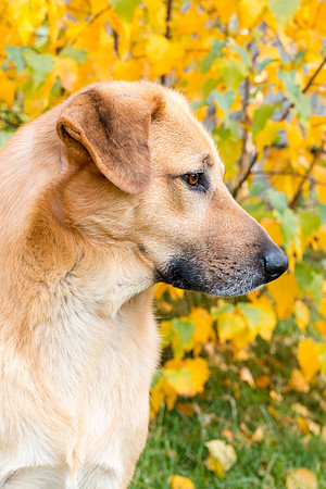 Minnow the Chinook 7.0