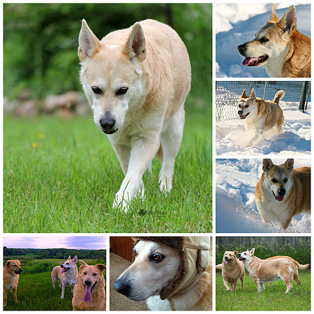 Bailey the Chinook - 13.5