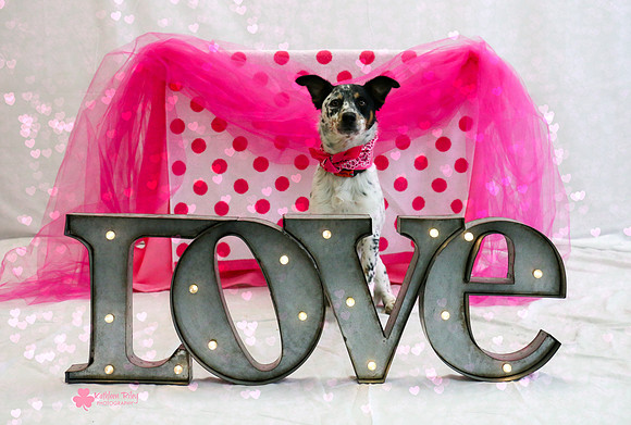 Ekko the Australian Cattle Dog / Rat Terrier