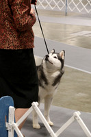 PROOFS UNEDITED Land O Lakes Kennel Club Dog Show - SUNDAY