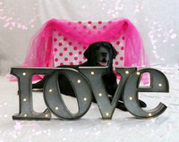 Valentine's Day Pet Photos at Pet Stuff in Minnetonka MInnesota