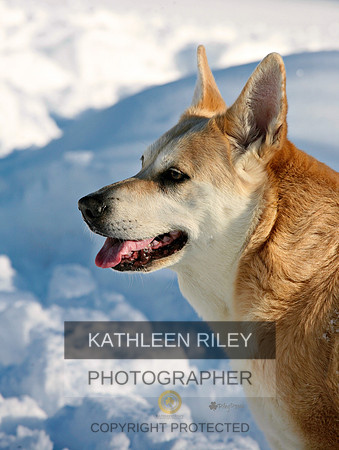 Bailey