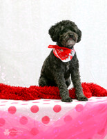 Bandit the Poodle