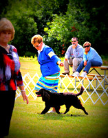 American Water Spaniel National Specialty 2013