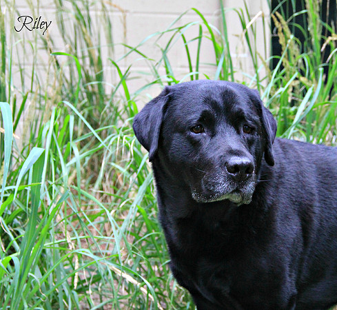 BISS CH/UCH Owling's One Tough Hombre, RN, RA, BN, CGC - "Bandit"