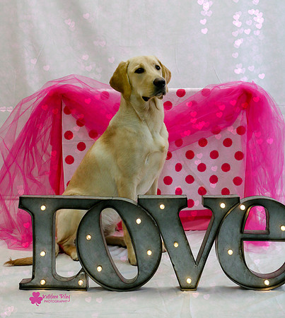Joe the Labrador