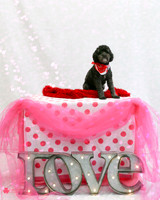 Bandit the Poodle