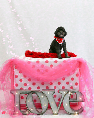 Bandit the Poodle