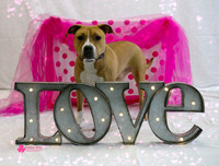 Pfeiffer the Pit Bull Terrier
