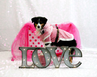 Lulu the Australian Shepherd