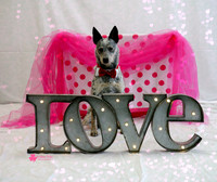 Roo the Australian Cattle Dog
