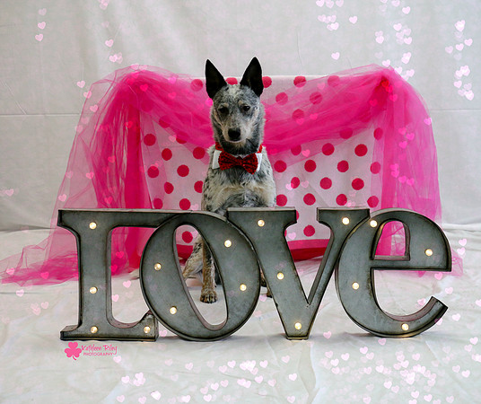 Roo the Australian Cattle Dog