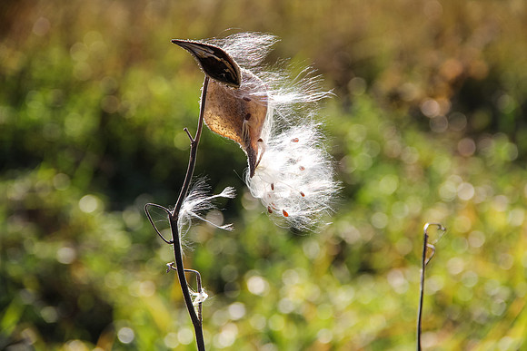 Minnesota Milkweed Autumn
