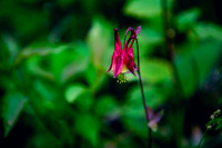 SLT Honeysuckle 8x8 mount