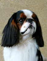 Maibee Orlando - English Toy Spaniel (B&PC)