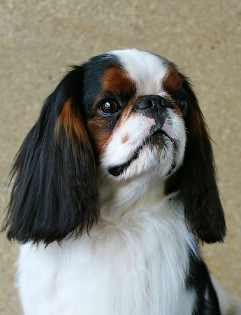 Maibee Orlando - English Toy Spaniel (B&PC)