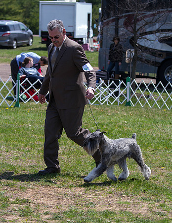 Standard Schnauzer