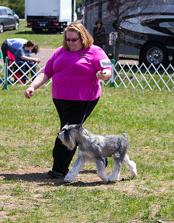 Standard Schnauzer