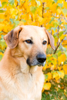 Chinook dogs - Outlaw Chinooks