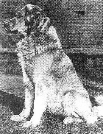 Kim - Chinook's Sire