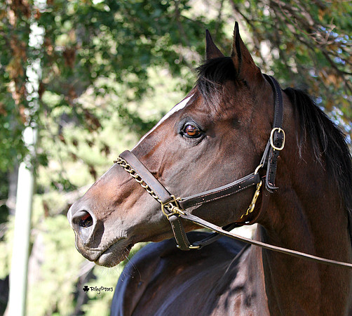 Thoroughbred stallion Sam Lord's Castle