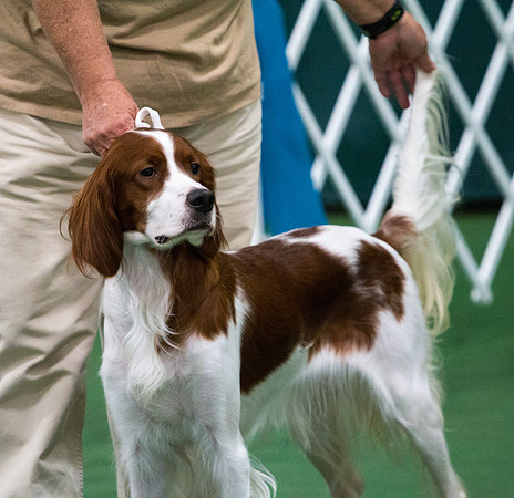 Truly Faithful Celtic Irish Amira - Irish Red and White Setter