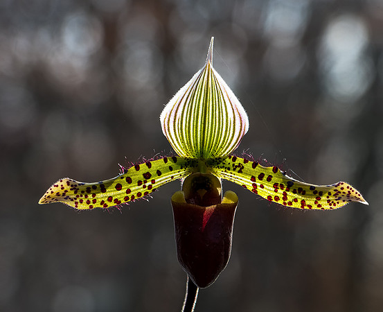 Lady Slipper Orchid in Chanhassen Minnesota