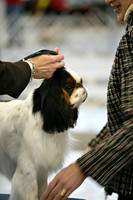 Maibee Orlando - English Toy Spaniel (B&PC)
