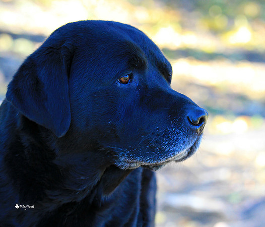 BISS CH/UCH Owling's One Tough Hombre, RN, RA, BN, CGC - "Bandit"