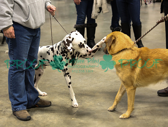 Dalmatian and Chinook LOLKC 2017