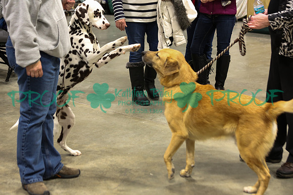 Dalmatian and Chinook LOLKC 2017