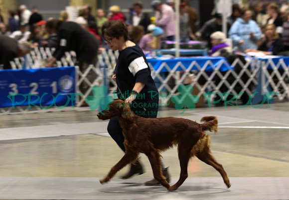 Irish Setter LOLKC 2017