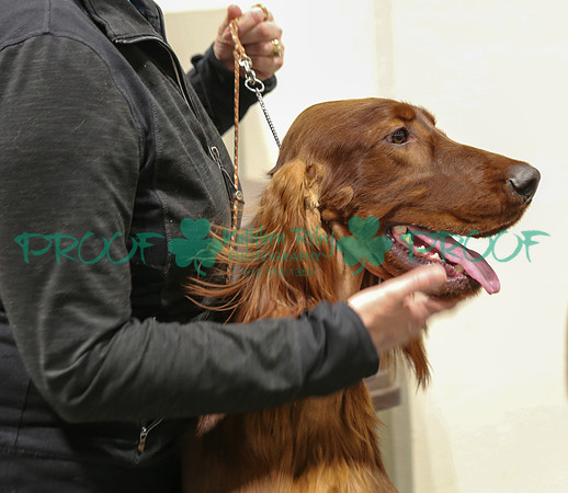 Irish Setter LOLKC 2017